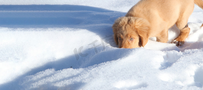 狗在雪地里玩耍鼻子陷在地上