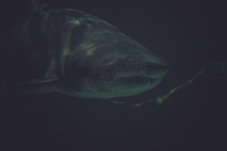 捕食者，大鲨鱼水下照片在深蓝色的水中。