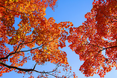 橙色枫树 秋季 Foliage