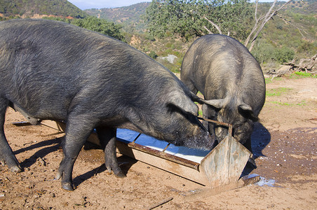 两只黑色的大猪正在吃食槽里的牛奶。