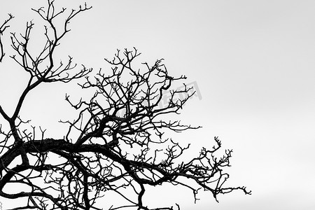 黑色和白色的树摄影照片_剪影死树和树枝隔离在白色背景。