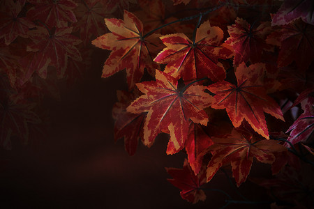 枫树红背景摄影照片_树枝上的红枫叶，红色模糊背景用作自然冬秋秋季背景或背景以及自然的多用途复制空间