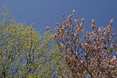 梅属，日本樱花树在春天
