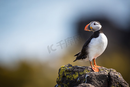 海鹦（Fratercula arctica），苏格兰五月岛