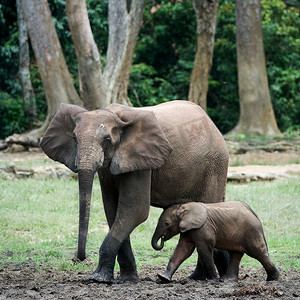 孩子和妈妈在一起的小象。