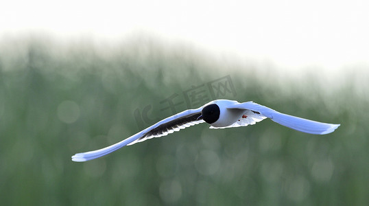 飞翔的黑头鸥 (Larus rodibundus) 的正面