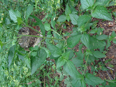 Bandotan（Ageratum conyzoides）是一种属于菊科部落的农业杂草。