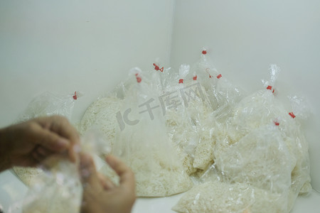 病原微生物摄影照片_实验室在水稻上培养白僵菌昆虫病原真菌。