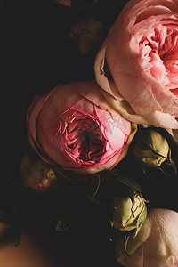 深色背景上的粉红玫瑰。