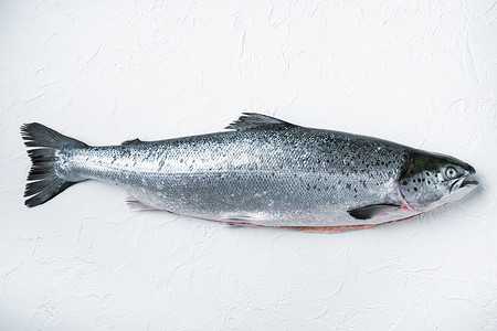 白色背景中的新鲜生鲑鱼红鱼，平躺，有文字空间