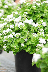 Ageratum，白色 Ageratum，黑色托盘中的盆栽植物。