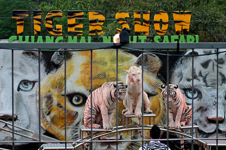动物园老虎摄影照片_泰国清迈-2013 年 12 月 12 日，清迈夜间野生动物园老虎表演