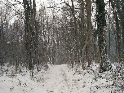 白雪皑皑的森林摄影照片_查看冬季白雪皑皑的森林