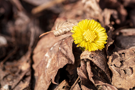 早春黄花从石头下长出来，早春款冬花预示着天气转暖。款冬，药草，春天开花。