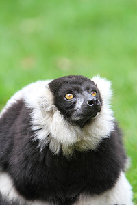 黑白颈狐猴 (Varecia veriegata)
