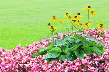 黄色的花免费摄影照片_花角壁纸与粉红色和黄色的花朵