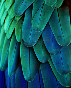 蓝/绿金刚鹦鹉羽毛