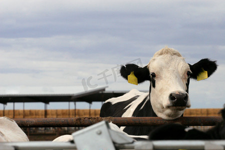 黑白荷斯坦小母牛