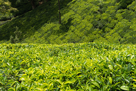 种茶摄影照片_锡兰茶的绿色种植园