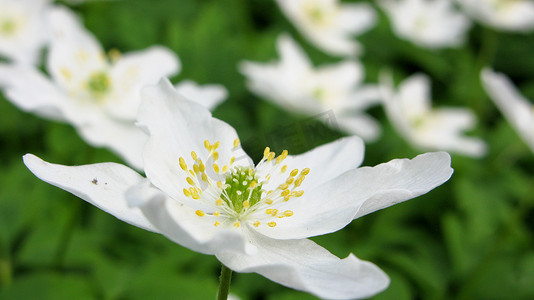 鹅掌摄影照片_木银莲花