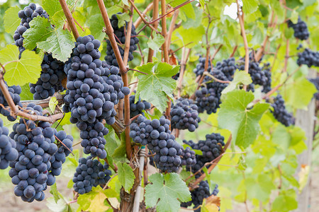 葡萄藤上生长的红酒葡萄