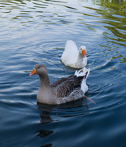 鸭子游泳摄影照片_鹅和鸭子游泳寻找晚餐