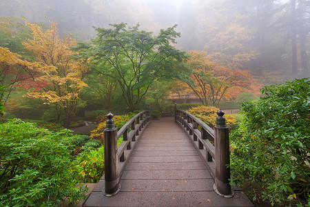 有根的植物摄影照片_月亮桥在有雾的秋天早晨