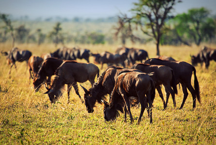 非洲大草原上的角马群、牛羚