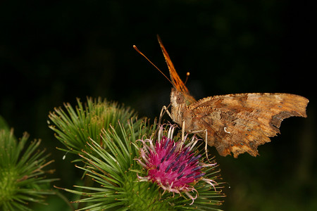 逗号 (Polygonia c-album)