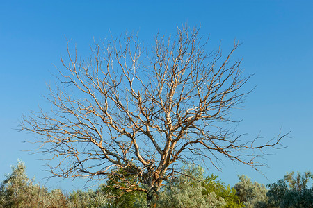 老枯核桃树