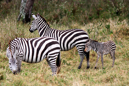 马赛马拉摄影照片_细纹斑马 马赛马拉保护区 肯尼亚 非洲