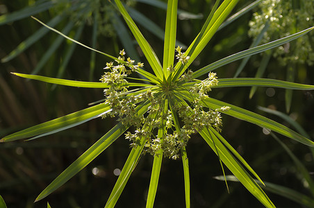 欧洲植物纸莎草芦苇特写