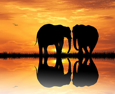日落时的大象