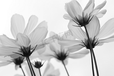 白色半透明花瓣摄影照片_雏菊