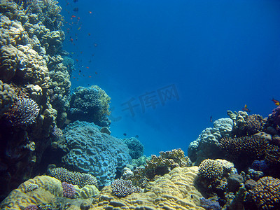 水下鱼类摄影照片_蓝色水背景热带海底的彩色珊瑚礁与异国情调的鱼类