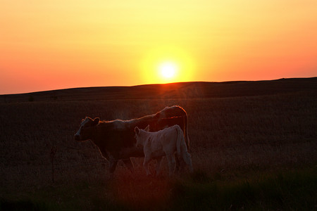 萨斯喀彻温省一头母牛和小牛背后的太阳落山