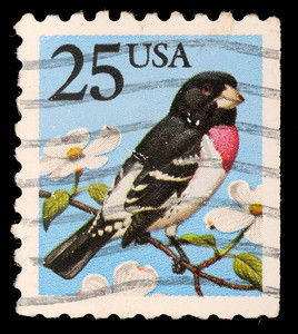 美国印制的邮票显示玫瑰胸粗嘴雀 - Pheucticus ludovicianus