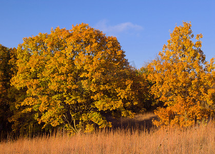 美国爱荷华州沃邦西州立公园的秋季“白橡树”（Quercus alba）和草原草