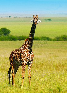 五五大促摄影照片_大野生非洲长颈鹿