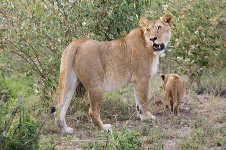草原旅游摄影照片_非洲母狮和幼崽（Panthera leo）