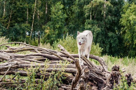 美丽的北极狼站在树上
