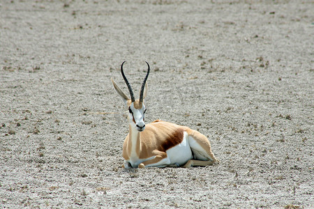 Ethosa 国家公园的跳羚