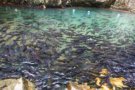 瀑布群摄影照片_Pliew瀑布国家公园的一群Mahseer Barb鱼，