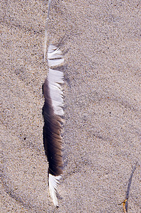 沙子里的鸟羽毛笔。