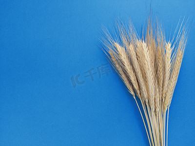 小黑麦摄影照片_蓝色背景上的黑麦小穗。