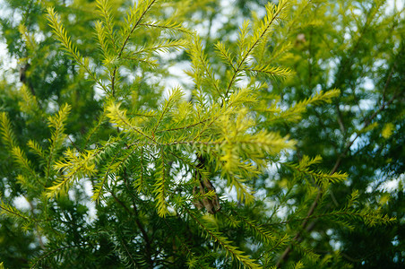 松树枝叶摄影照片_松枝叶，绿化带中。