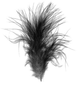 黑色单根柔软柔软的鸟羽毛羽毛笔在白色