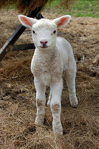 毛线团毛毛球摄影照片_可爱的小羊