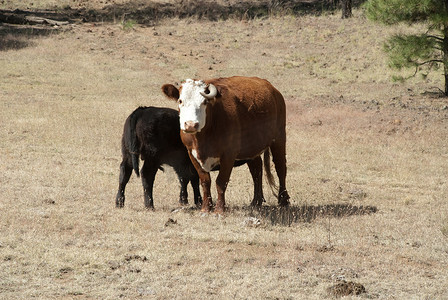 母牛和小牛摄影照片_母牛和小牛