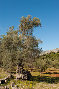 百年好合文字摄影照片_橄榄种植园
